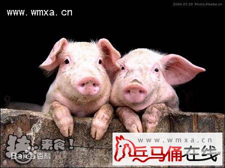 为什么猪年春晚不能提生肖