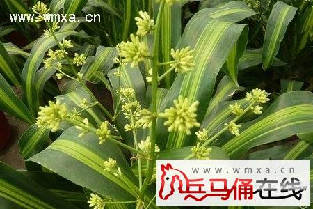 Ҳ��������ֳ������ע������ Ҳ���������ü��