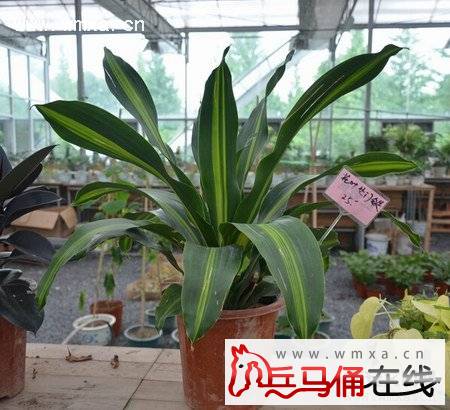 Ҳ��������ֳ������ע������ Ҳ���������ü��