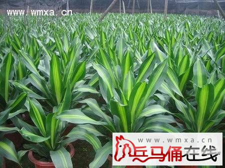 Ҳ��������ֳ������ע������ Ҳ���������ü��