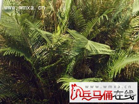 ɢβ��Ҷ�ӷ�����ô�� ɢβ���ͷ�β�������