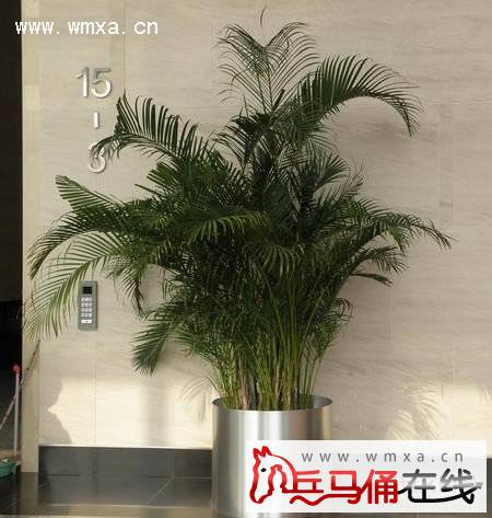 ɢβ��Ҷ�ӷ�����ô�� ɢβ���ͷ�β�������