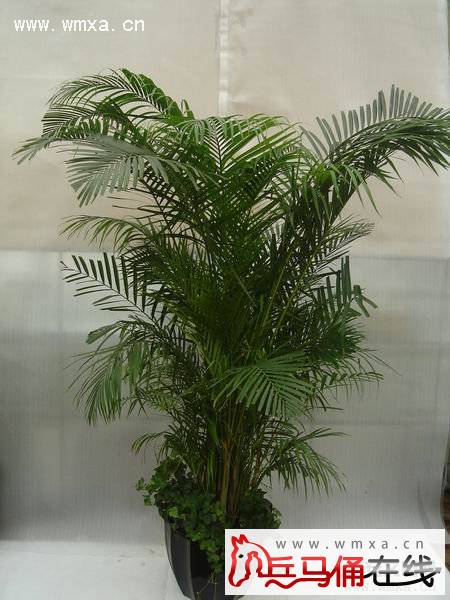 ɢβ��Ҷ�ӷ�����ô�� ɢβ���ͷ�β�������