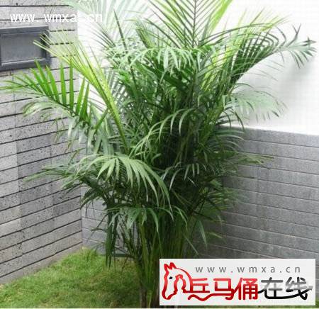 ɢβ��Ҷ�ӷ�����ô�� ɢβ���ͷ�β�������