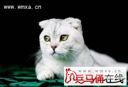 折耳猫怎么养 折耳猫多少钱一只