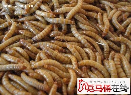 ��С�ٳ������������� ��Ŀ���Ӧ�������ϵ�����Ӫ���ḻ