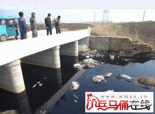 鞍山一村落 河道现40头死猪  环境破坏当地居民