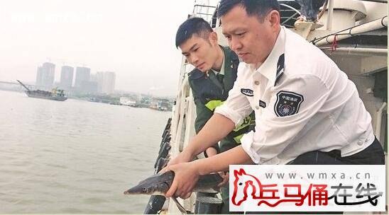 福建渔民 网获中华鲟后放生  如此美事网友纷纷