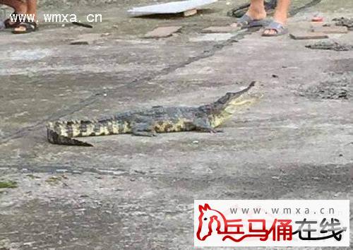 楼上饲养鳄鱼掉进住户花园 网友:求住户心理阴