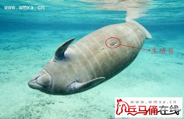 ������ֺ��ຣţ��ʨ���Ա��� ���о�ѧ������ǹ���ĸ�ˣ�