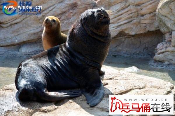 ������ֺ��ຣţ��ʨ���Ա��� ���о�ѧ������ǹ���ĸ�ˣ�