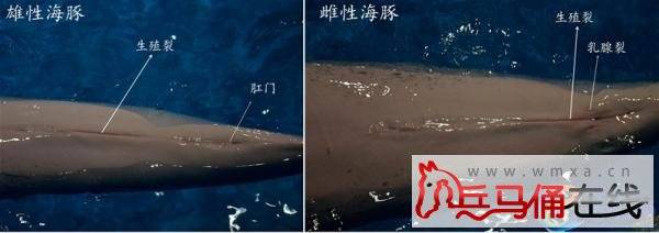 ������ֺ��ຣţ��ʨ���Ա��� ���о�ѧ������ǹ���ĸ�ˣ�