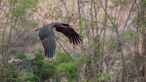 ��Ӱ���������������ĵ��ĺ�����Ƭ1