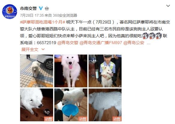 萨摩耶吃穷交警队 狗主再不认领就要收编警队