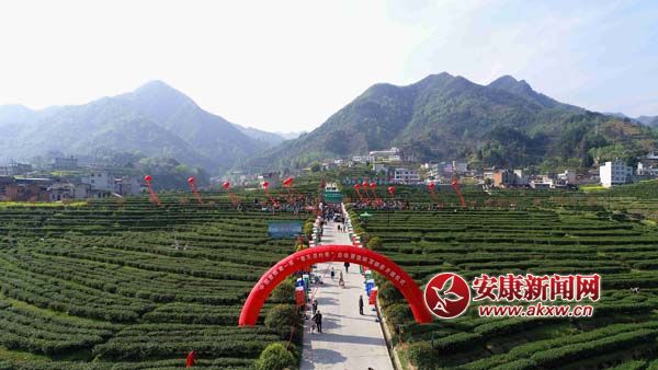 富硒茶开园仪式毛润 摄 (1).jpg