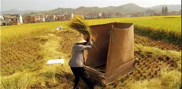 稻谷和乡又鱼猜一个成语_稻谷简笔画(2)