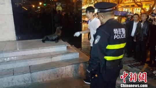 四川绵阳海狮“越狱”后上街“闲逛”所幸未伤及行人