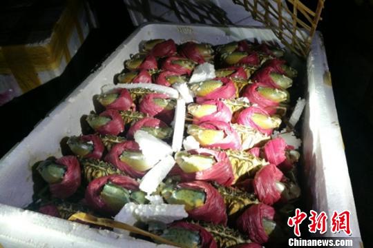 南宁海关破获特大海鲜走私案件初估案值约5000万元