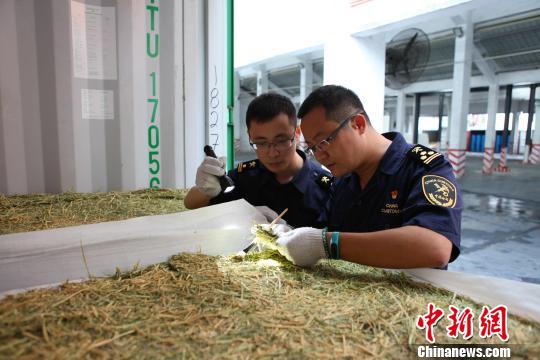 黄埔海关截获384吨非法转基因苜蓿草