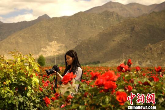 目前,来自全国28家媒体网站的记者及编辑在拉萨开展采访活动,了解拉萨近年的变迁及脱贫攻坚工作开展情况。图为6月22日,一位女记者在拉萨市堆龙德庆区月季种植基地拍照取景。 江飞波 摄