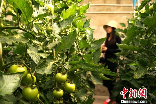 拉萨大力推行主动“造血型脱贫”,培训农牧民拥有一技之长。图为6月22日,拉萨市堆龙德庆区羊达乡现代设施农业示范园的大棚内,当地农牧民种植的西红柿挂满枝头,即将进入采摘期。 江飞波 摄