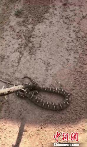 咬伤郭先生的蛇。 范丽芳 摄