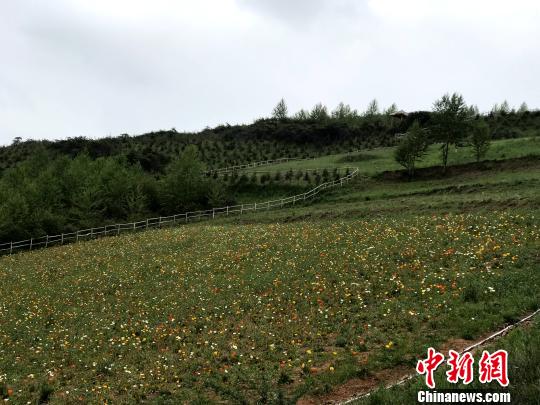 图为花海景区一角。 孙睿 摄