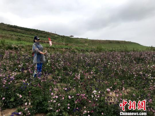 青海湟中上山庄村的“花海经济”致富路