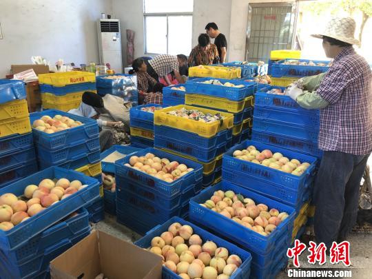 江苏无锡水蜜桃成熟另类“吃法”蹿红网络