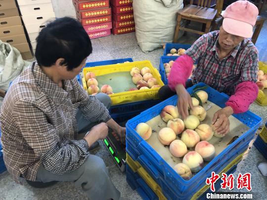 选出的优质水蜜桃将通过快递、商超等途径达到消费者手中。 孙权 摄