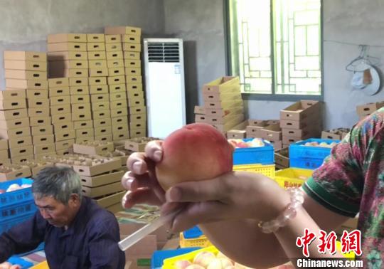 图为选出的成熟度较高的水蜜桃,适合吸管“品桃”。 孙权 摄