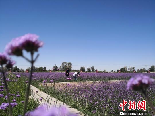 河西走廊戈壁滩上的绿洲奇迹:挖石换土荒滩变田园