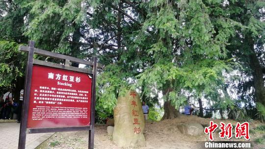 8月6日,江西省九江市武宁县罗坪镇长水村的千年红豆杉。 苏路程 摄