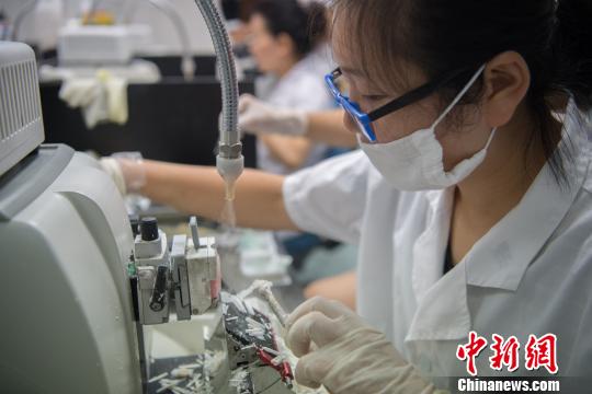 工作人员正在将标本制成切片。 韦亮 摄