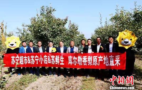 苏宁大快消团队赴库尔勒香梨园产地直采。 苏宁供图 摄