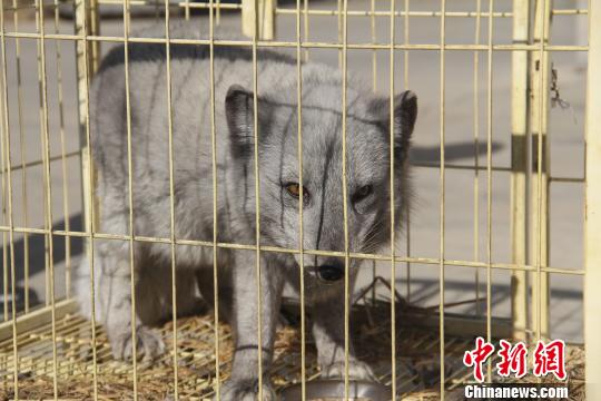 �ӱ�ƽȪ��������ʿ����һֻ�������Ź���Ȼ