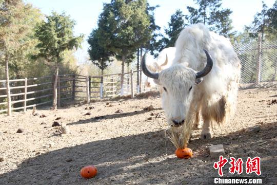 图为收到南瓜“福利”的牦牛。 罗云鹏 摄