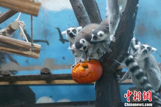 青藏高原野生动物园为动物发放南瓜“福利”
