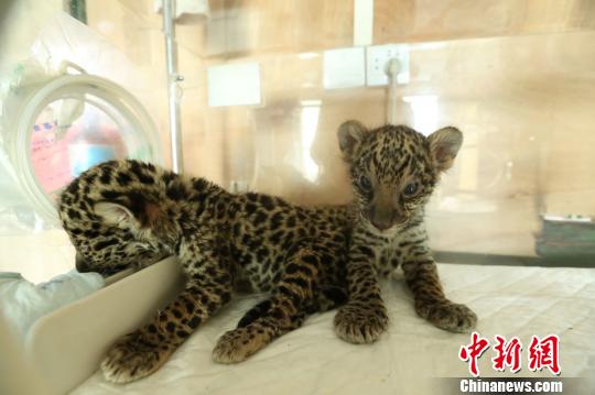 图为小豹子在育幼箱。 王成杰 摄