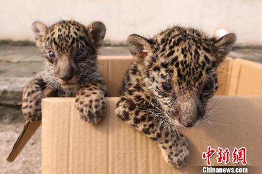 图为小豹子晒太阳。 王成杰 摄