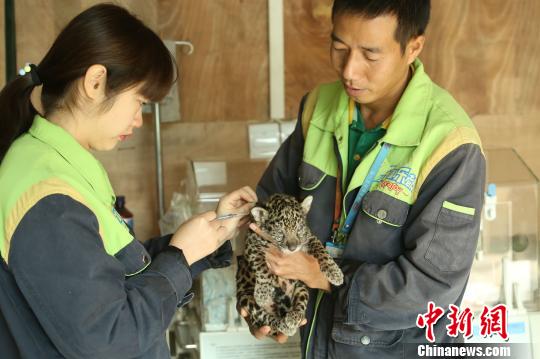 图为兽医给小豹子注射青霉素。 王成杰 摄