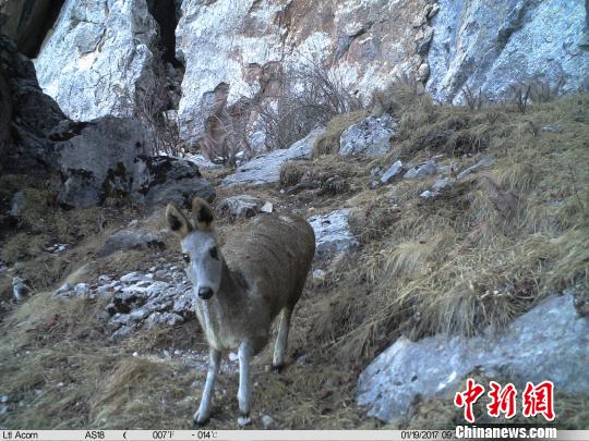 资料图为红外相机记录到的马麝影像。山水自然保护中心提供