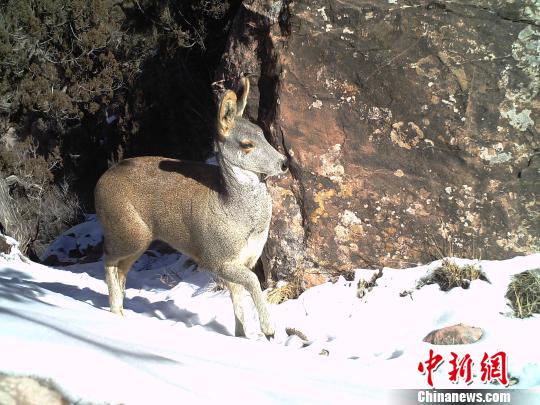 资料图为红外相机记录到的马麝影像。山水自然保护中心提供