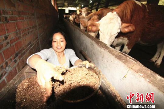 给牛喂食。受访者供图