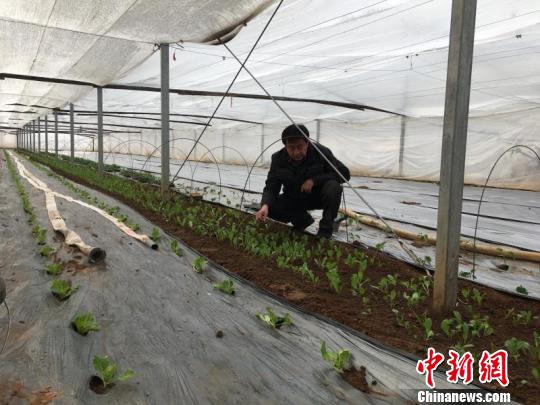 山西沁县农民创业升级路:从种菜“门外汉”到“蔬菜达人”