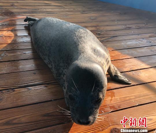 图为刚刚褪完胎毛的斑海豹幼崽在救助池活动。 杨毅 摄