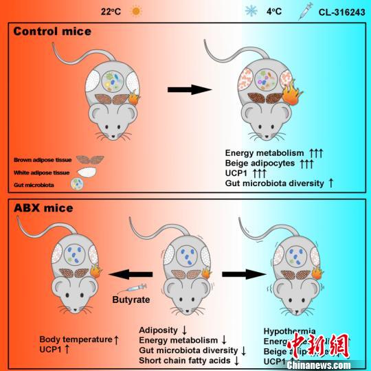 研究发现:肠道菌群有助于动物在寒冷条件下维持核心体温