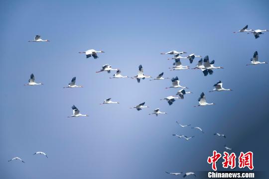 法库獾子洞国家湿地公园上空飞舞的白鹤。 钱志国 摄