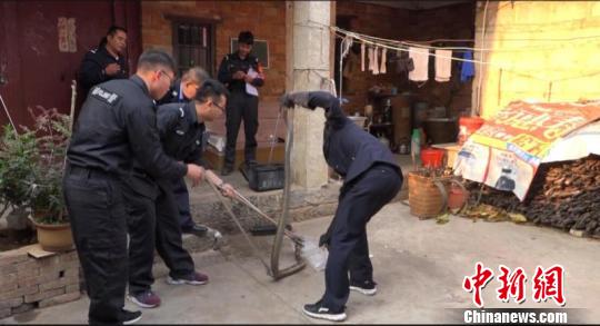 长约2.5米眼镜王蛇造访农家老太与其“斗法”