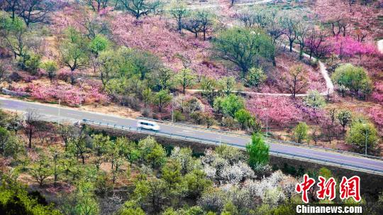 资料图:每到4月,在北京市平谷区,22万亩桃花竞相开放,杏花、樱花、梨花、迎春花、紫叶李、二月兰、野杜鹃等小景花卉,争奇斗艳。 张一阳 摄